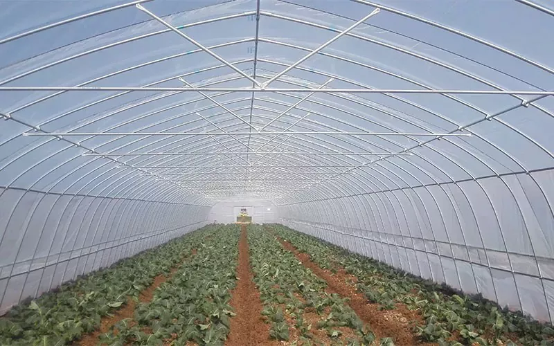 How Do Greenhouses Retain Heat?
