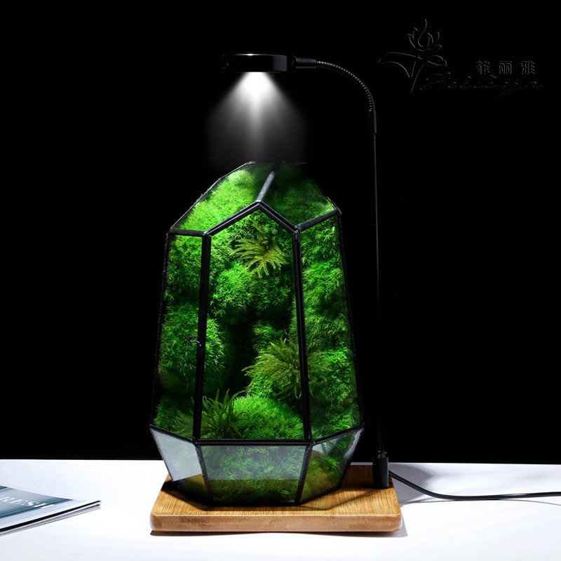 Moss Decorative Exporter: Your Guide to Premium Preserved Moss for Interior Design